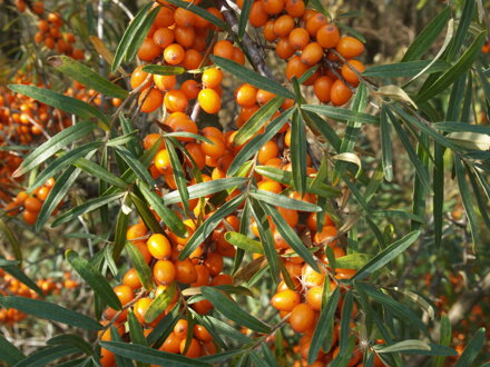 Rakytník řešetlákový (Hippophae rhamnoides)-LEIKORA - samice