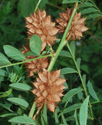 Lékořice divoká americká  (Glycyrrhiza echinata)
