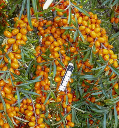 Rakytník řešetlákový (Hippophae rhamnoides (L.)) "LJUBIMAJA" - samice 