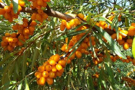  Rakytník řešetlákový  (Hippophae rhamnoides) "LJUBIMAJA"