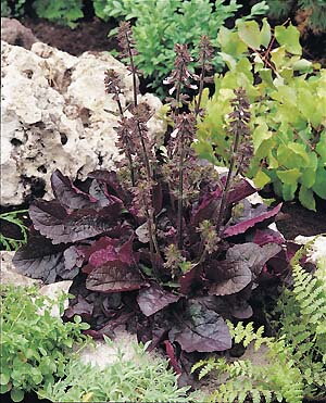 Šalvěj lyrata fialová (Salvia lyrata 'Purple Volcano'). 