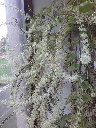 Madeirské víno (Anredera cordifolia  syn. Boussingaultia baselloides ) -