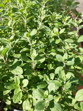Majoránka zahradní pravá (Majorana hortensis, syn. Origanum majorana) 