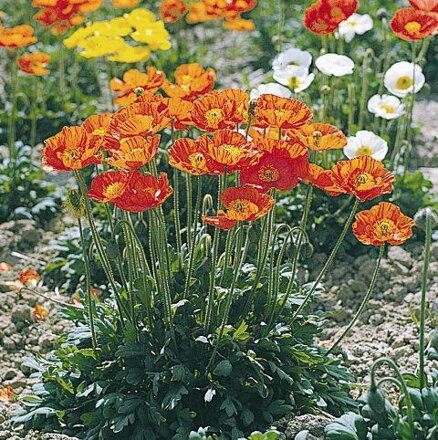 Mák lysý (Papaver nudicaule) 