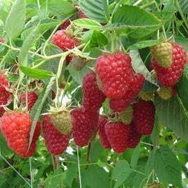 MALINÍK  TULAMEEN červený jednou plodící  (Rubus idaeus ´Tulameen´). 