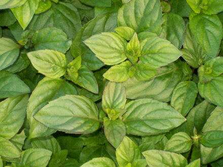 Máta mandarinková ( Mentha piperita var. citrata " Mandarinka ")