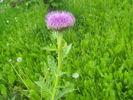 Maralový kořen (Leuzea saflor). 