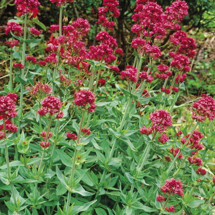 Mavuň červená  (Centranthus ruber)  