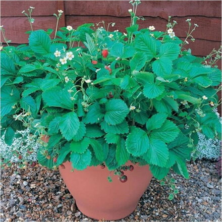 Jahodník Mignonette (Fragaria vesca) stáleplodící lesní jahodník