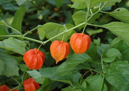 Židovská třešeň mochyně (Physalis alkekengi). 