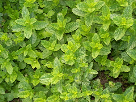 Máta mochito ( Mentha species"Mojito")