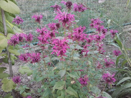 Bergamot-Monarda didyma "Panorama". 