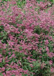 Máta dlouholistá Horská máta HORSE MINT