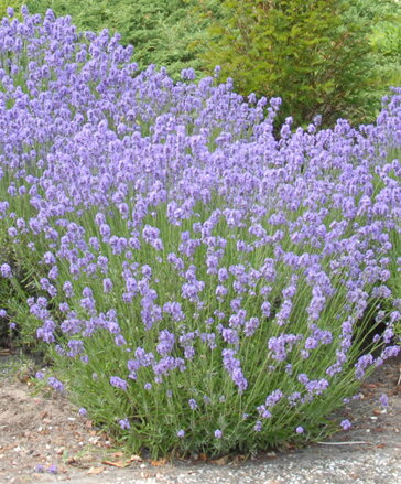 Levandule lékařská fialová "Munsted Strain"(Lavandula angustifolia ).