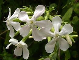 Mydlice lékařská (Saponaria officinalis). 