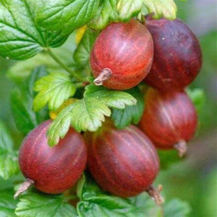 Angrešt 'Captivator' (Ribes uva crispa 'Captivator')