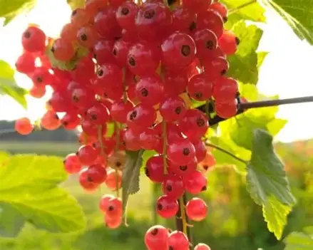 Rybíz 'Lubawa' (Ribes rubrum 'Lubawa')