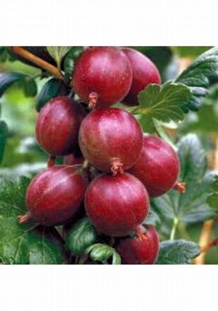 Angrešt červený keřový  "Spinefree" , beztrnný, rezistentní. (Ribes uva-crispa)
