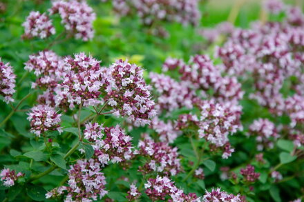 Dobromysl obecná Oregano (l Origanum vulgare