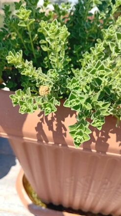 Oregano z Kypru