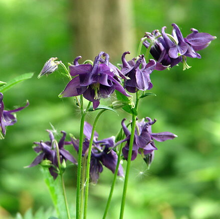 Orlíček obecný (Aquilegia vulgarit)