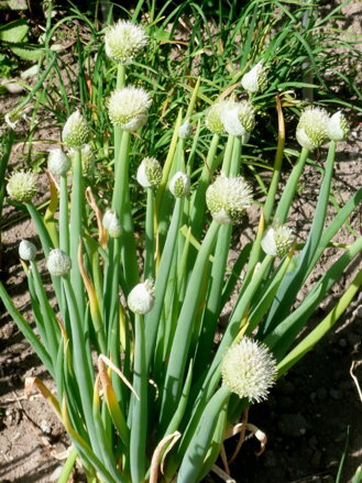 Cibule zimní (Allium fistulosum) ruská, zimní, ošlejch