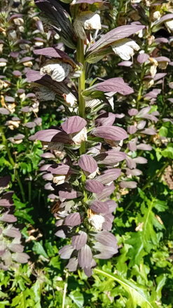 Paznehtík měkký (Acanthus mollis)