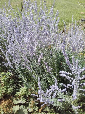 Perovskie lebedolistá "Blue Steel" ( Perovskia atriplicifolia )