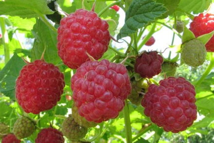 Malinik "Polka" červená stáleplodící  (Rubus idaeus ' Polka ')