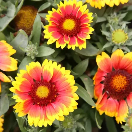  Kokarda osinatá "Pochodeň"  (Gaillardia aristata Torchlight)