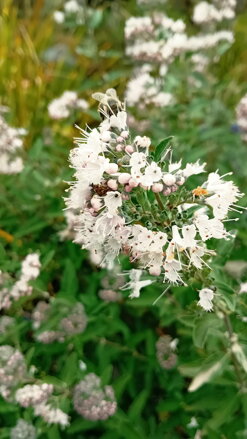 Ořechokřídlec clandonský 'Camara Pink '( Caryopteris clandonensis ')