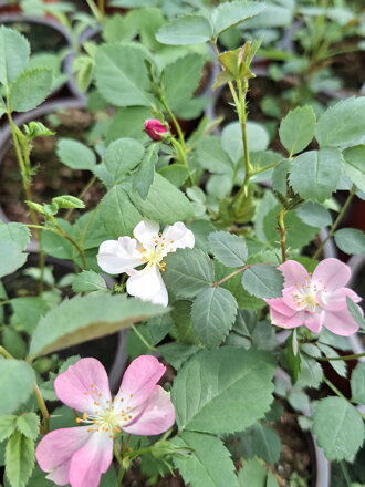Růže čínská Andělská křídla (Rosa chinensis Angel Wings )
