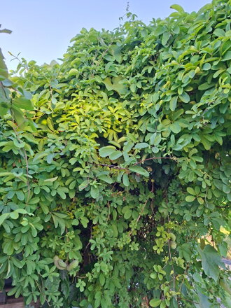 Akebie pětičetá (Akebia quinata) Čokoládové víno Bai Mu Tong - Jedna rostlina v květináči!