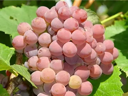 Réva vinná 'Einset Seedless' (Vitis vinifera 'Einset Seedless')
