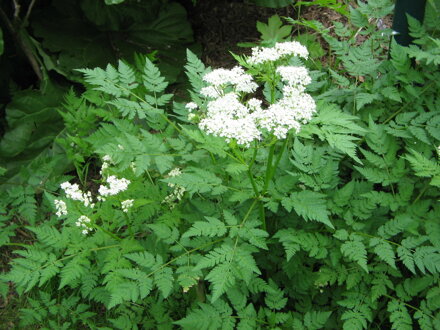 Čechřice vonná - (Myrrhis odorata)