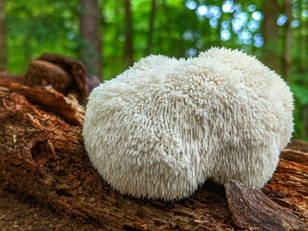 Korálovec ježatý- 30% extrakt. 90 kapslí.