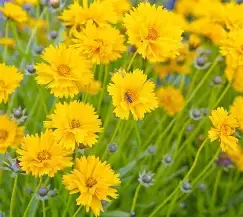  Krásnoočko velkokvěré   Coreopsis grandiflora Sunray