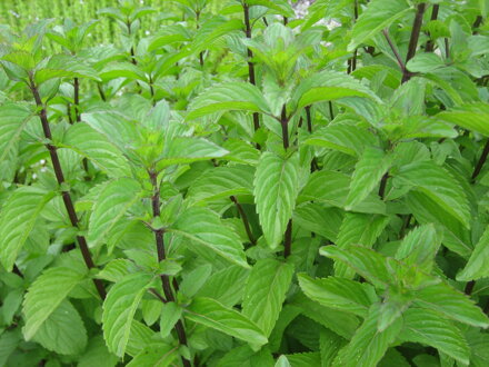 Máta durynská  multimenta/purple blue (Mentha 