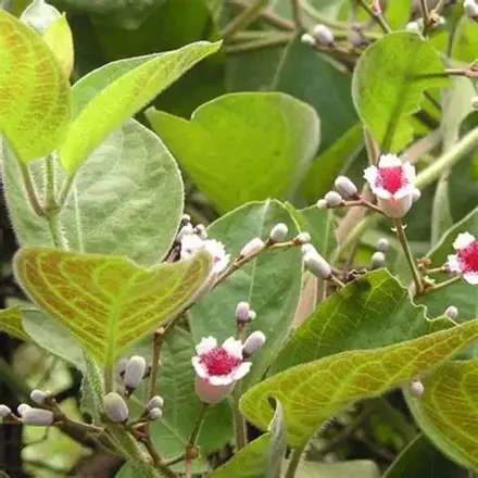 Sýrová bylinka (Paederie lannuginosa)