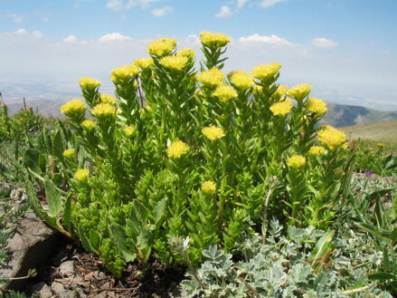Rozchodnice kirilowi (Rhodiola kirilowi  Regel ex Maxim)