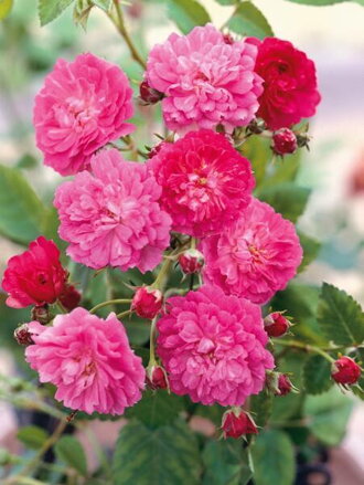 Růže čínská Andělská křídla (Rosa chinensis Angel Wings )