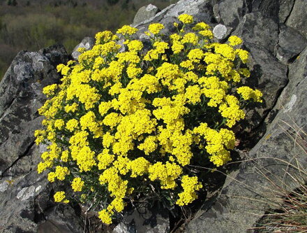 Tařice skalní (Aurinia saxatilis)