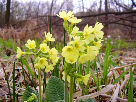 Prvosenka vyšší  (Primula elatior)
