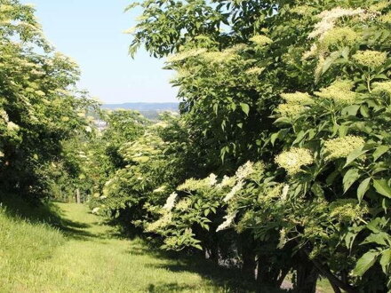 Bez černý Haidegg ((Sambucus nigra))