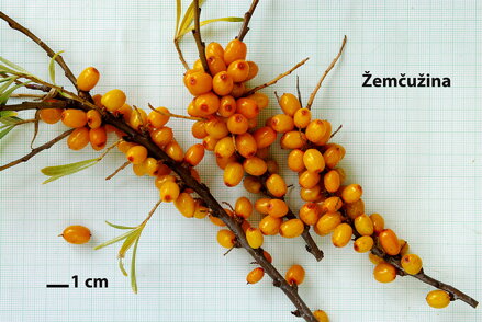 Rakytník řešetlákový, Hippophae rhamnoides (L.) "ŽEMČUŽINA"
