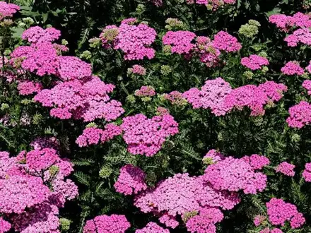 Řebříček  červený (Achillea millefolium)