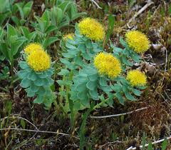 Rozchodnice růžová (Rhodiola rosea).