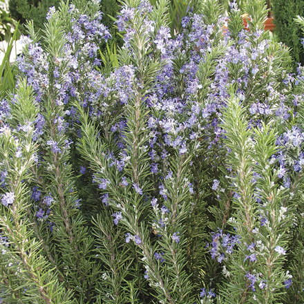 Rozmarýna lékařská,mrazuodolná (Rosmarinus officinalis " Blue Winter " ).