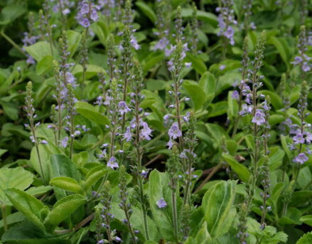 Rozrazil lékařský (Veronica officinalis ) 