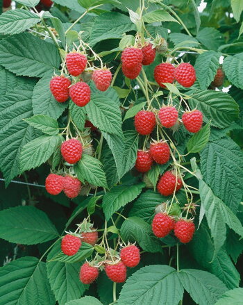 Maliník 'Clarita' (Rubus idaeus 'Clarita')